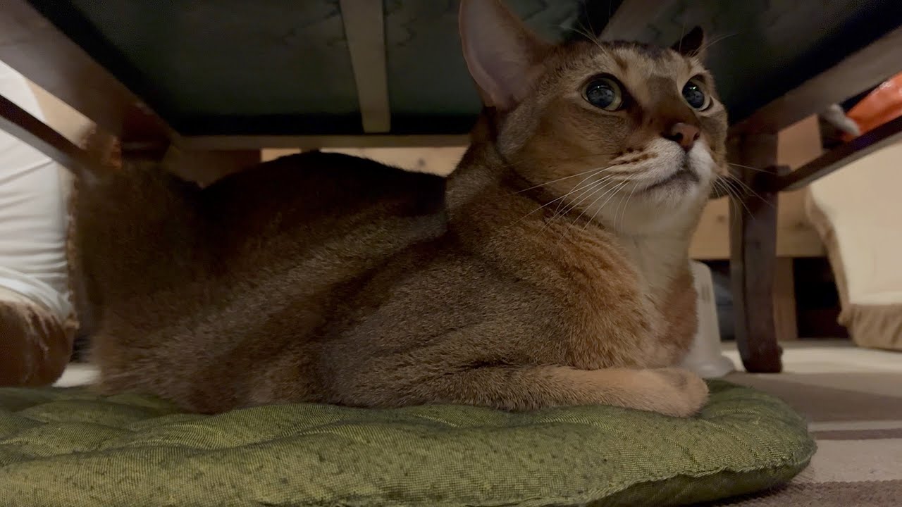 新生児が増えて、家族環境を見守る猫のキビ