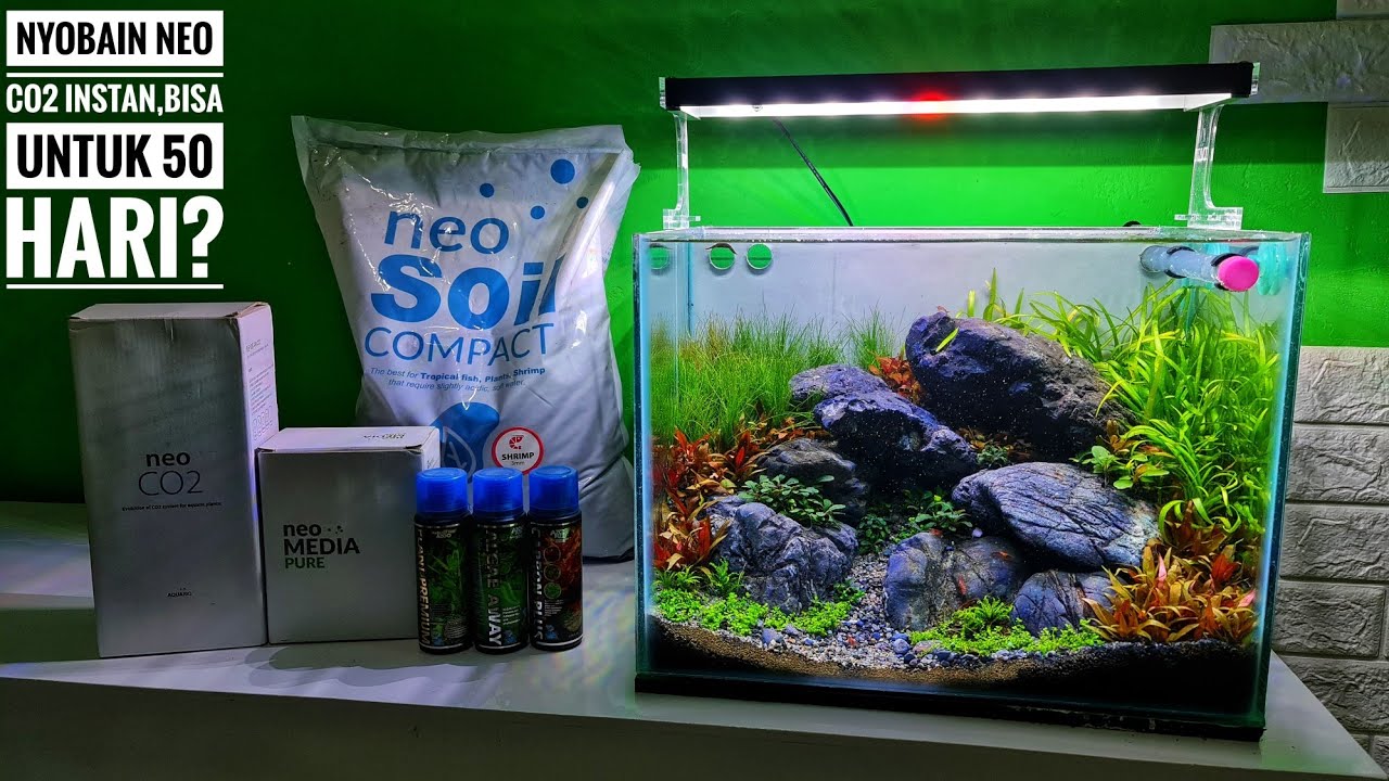 #243 Membuat Aquascape mini dengan Neo co2 DIY!!!