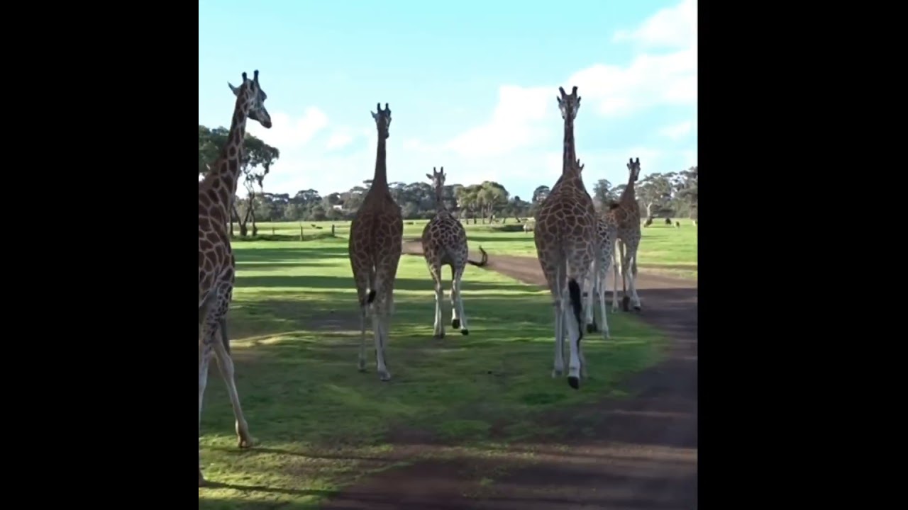 Giraffe walking||#shorts #giraffe #walking