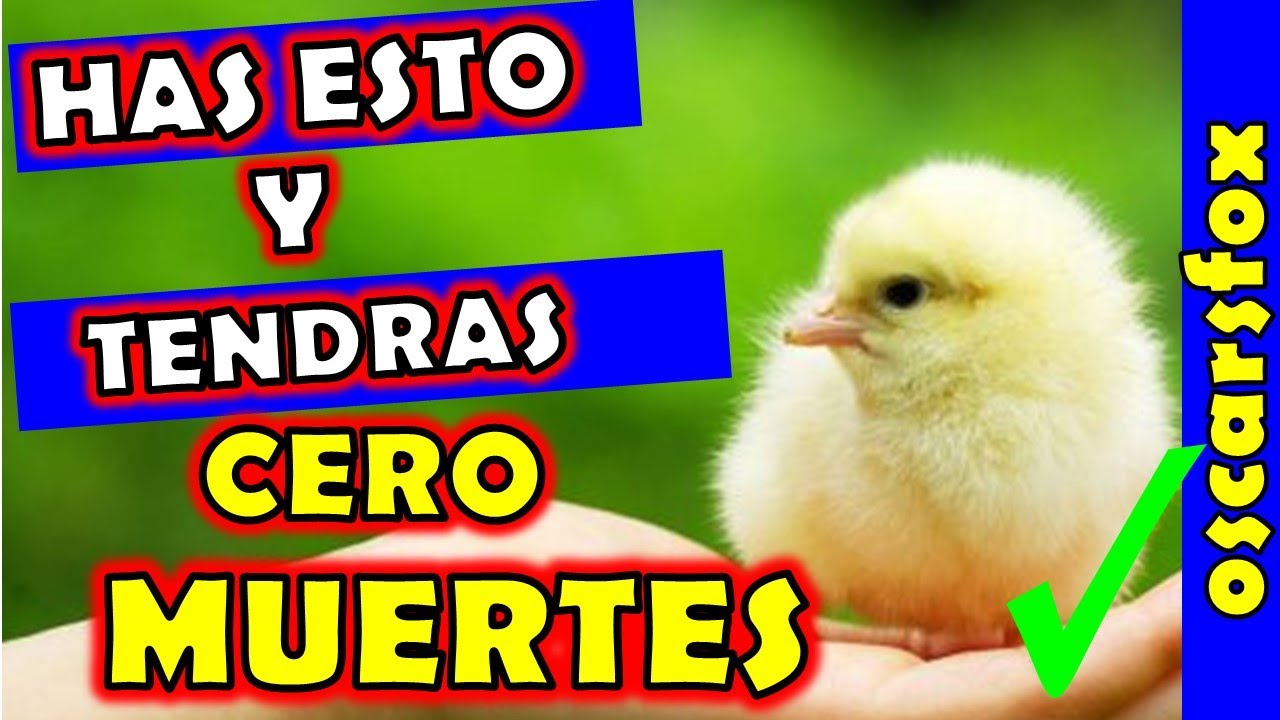 ✌️  Secretos para criar pollitos sin muertes ❤️❤️❤️ Como criar pollitos