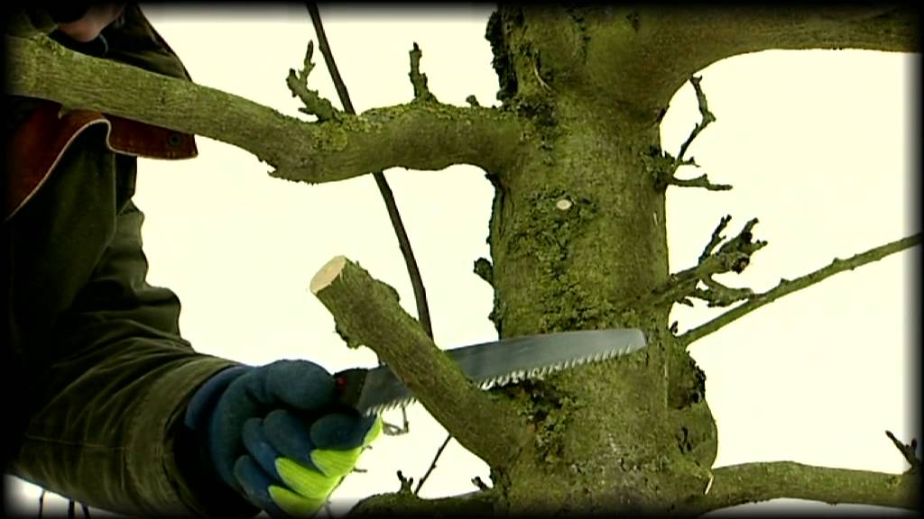 La taille des arbres fruitiers avec Frédéric Tailler