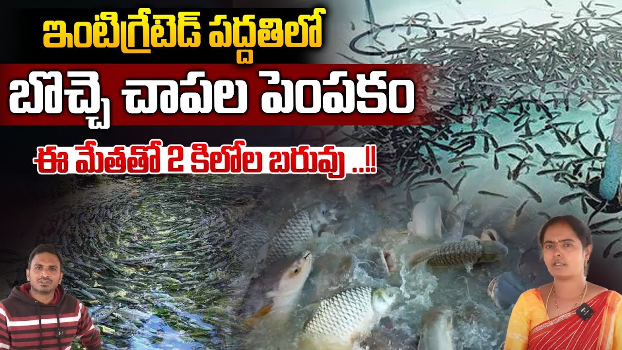 బొచ్చె చాపల పెంపకం | Integrated Cultivation Of Catla Fishes | Avani Farms | Fish Farm | Saagu Nela