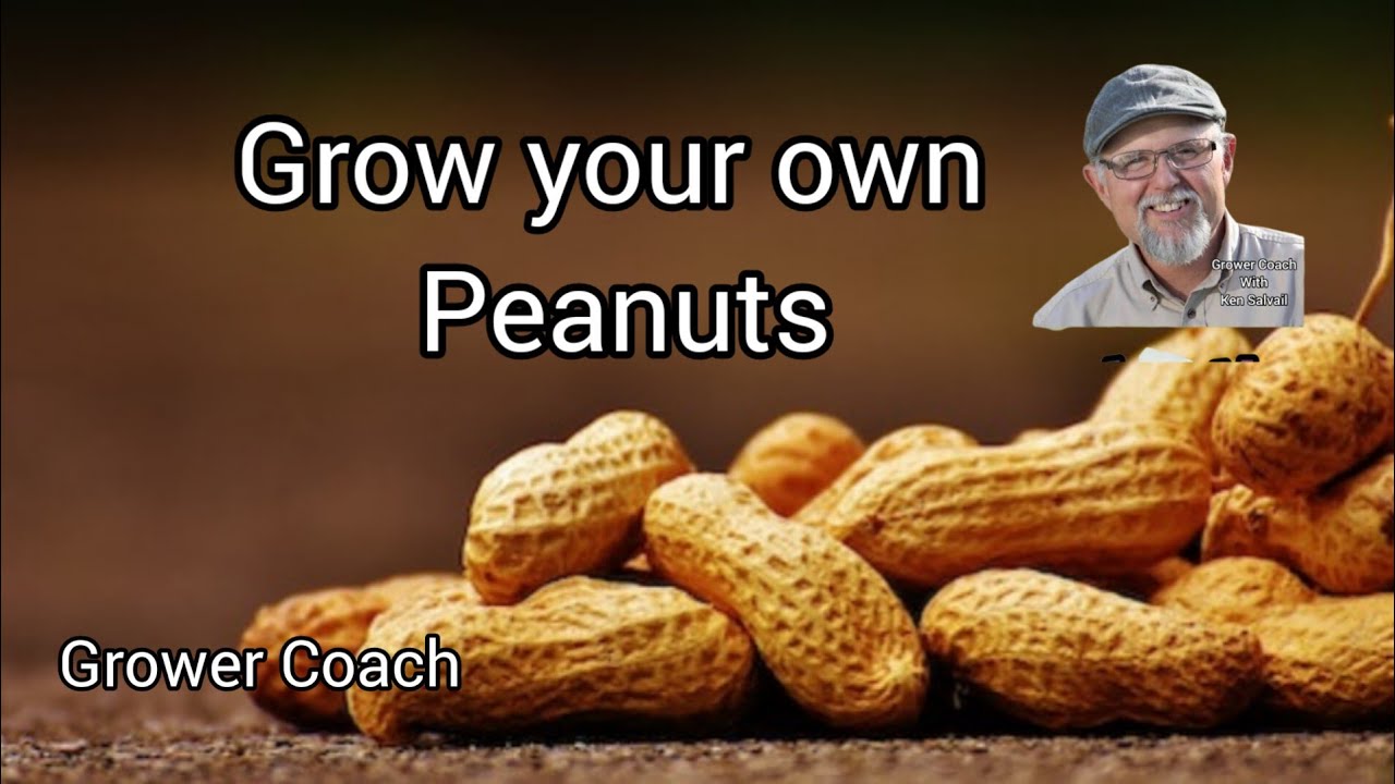 Grow your own Peanuts!