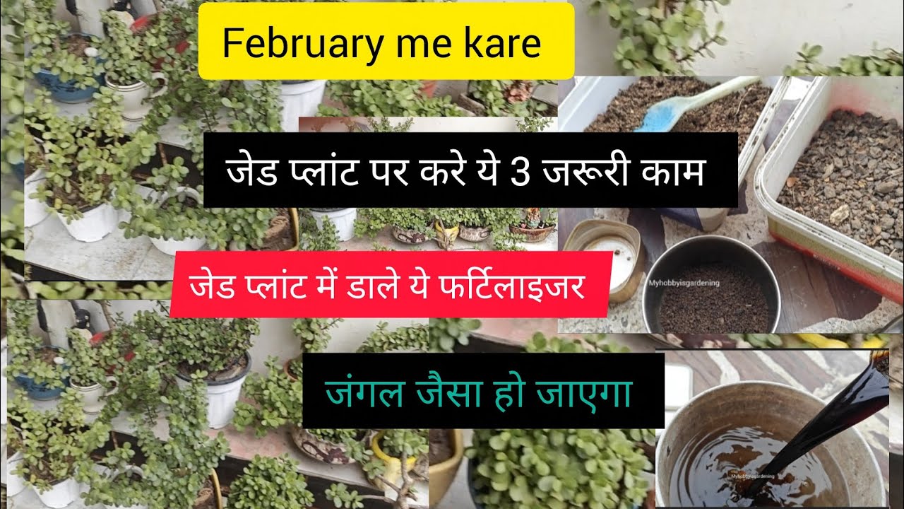 February me jade plant pe ye 3 kaam aur fertilizer de plant jangal jaisa ho jayga 