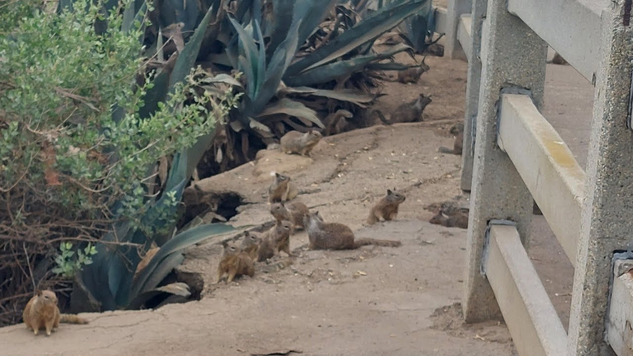 SQUIRRELMANIA - Do NOT FEED The SQUIRRELS of Santa Monica!! Filming Locations / BRUXIE (MTS Ep. 519)