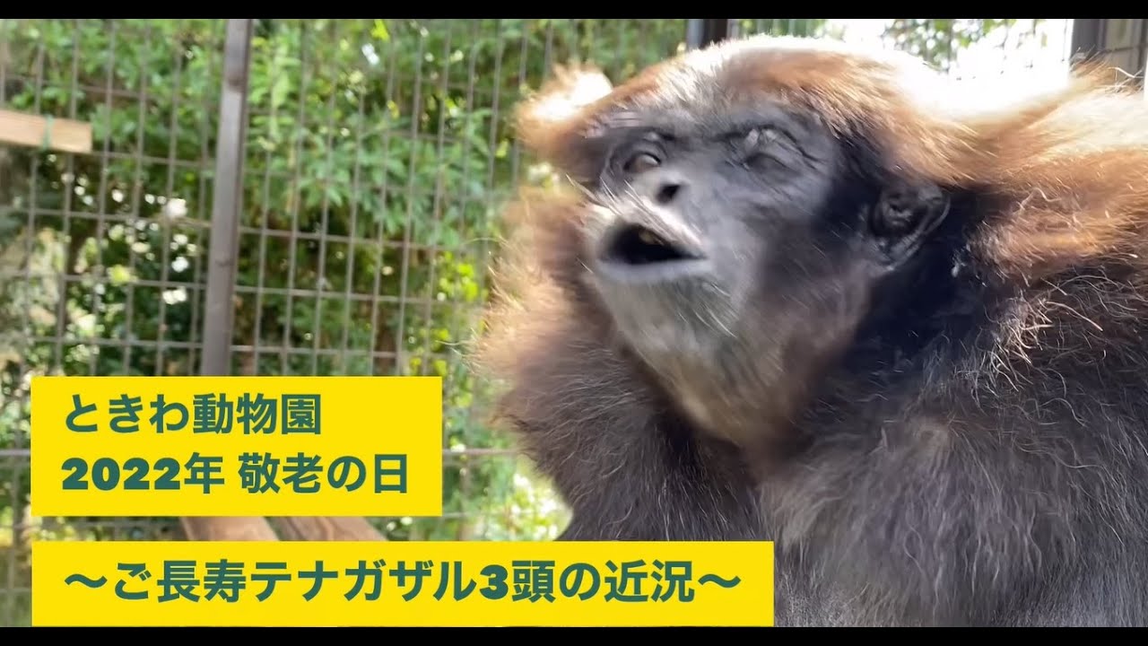 敬老の日2022年　ときわ動物園のご長寿テナガザル