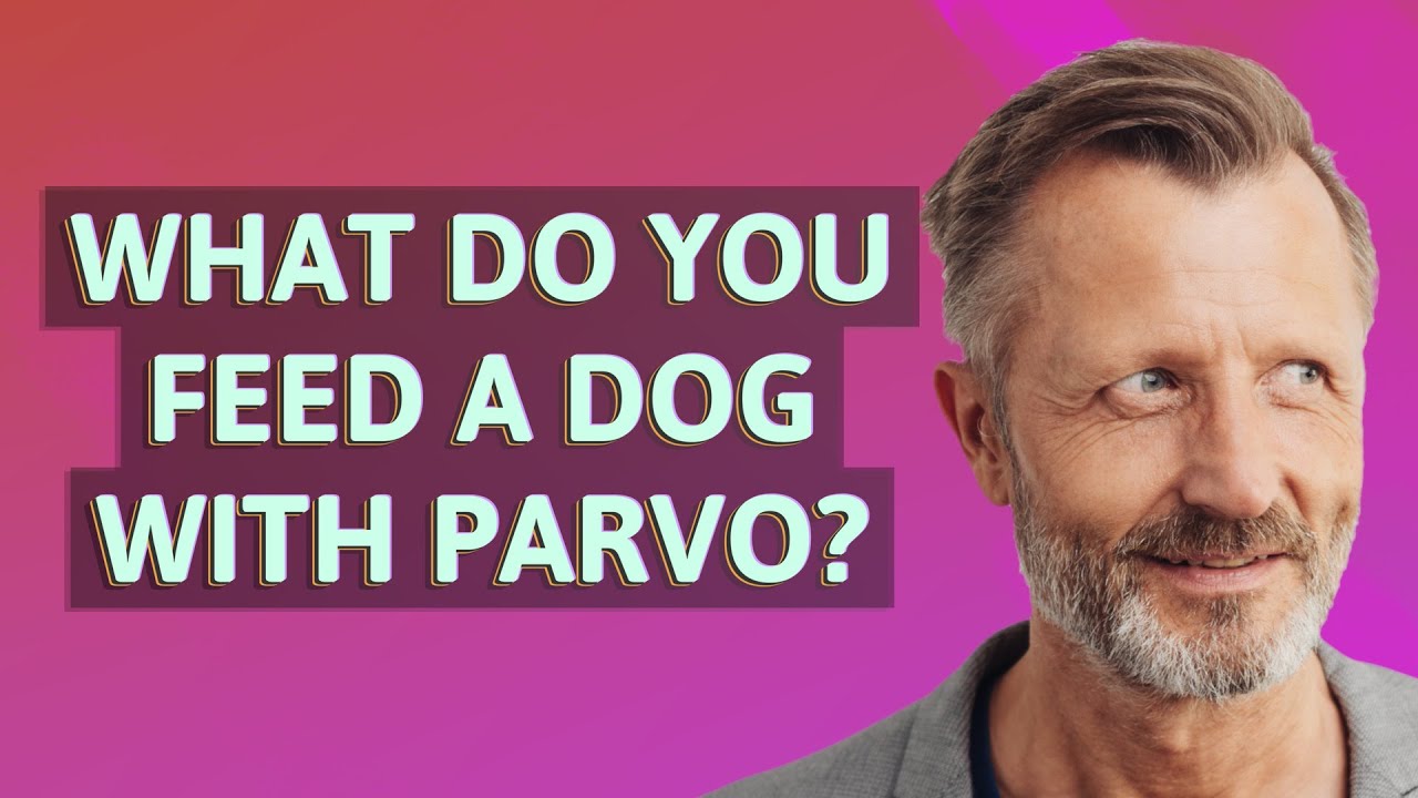 What do you feed a dog with parvo?