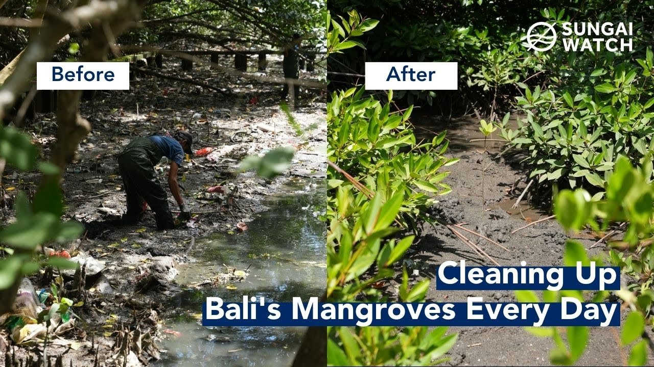 Cleaning Up Bali's Mangroves For 2 Years