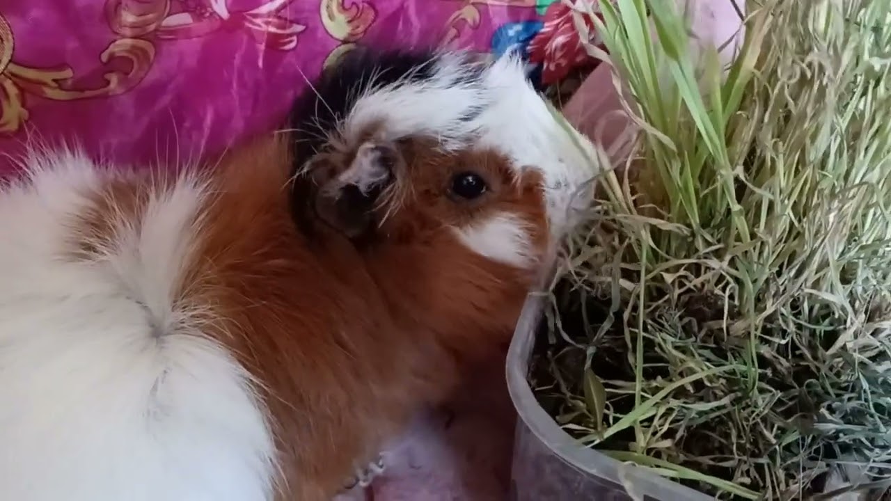 Всем приветики от Нюши🎄🎄🎄💕🎄🎄