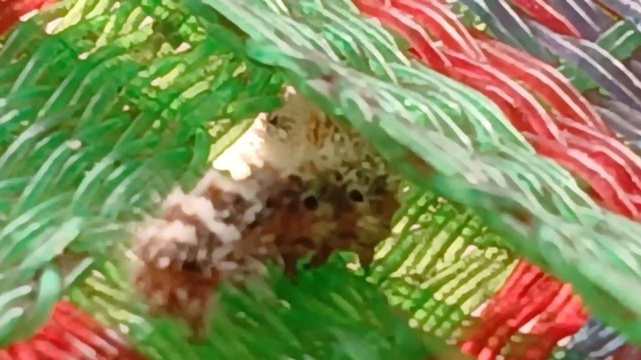 Hairy caterpillar amazing moves 🐛👌 # factcgat 