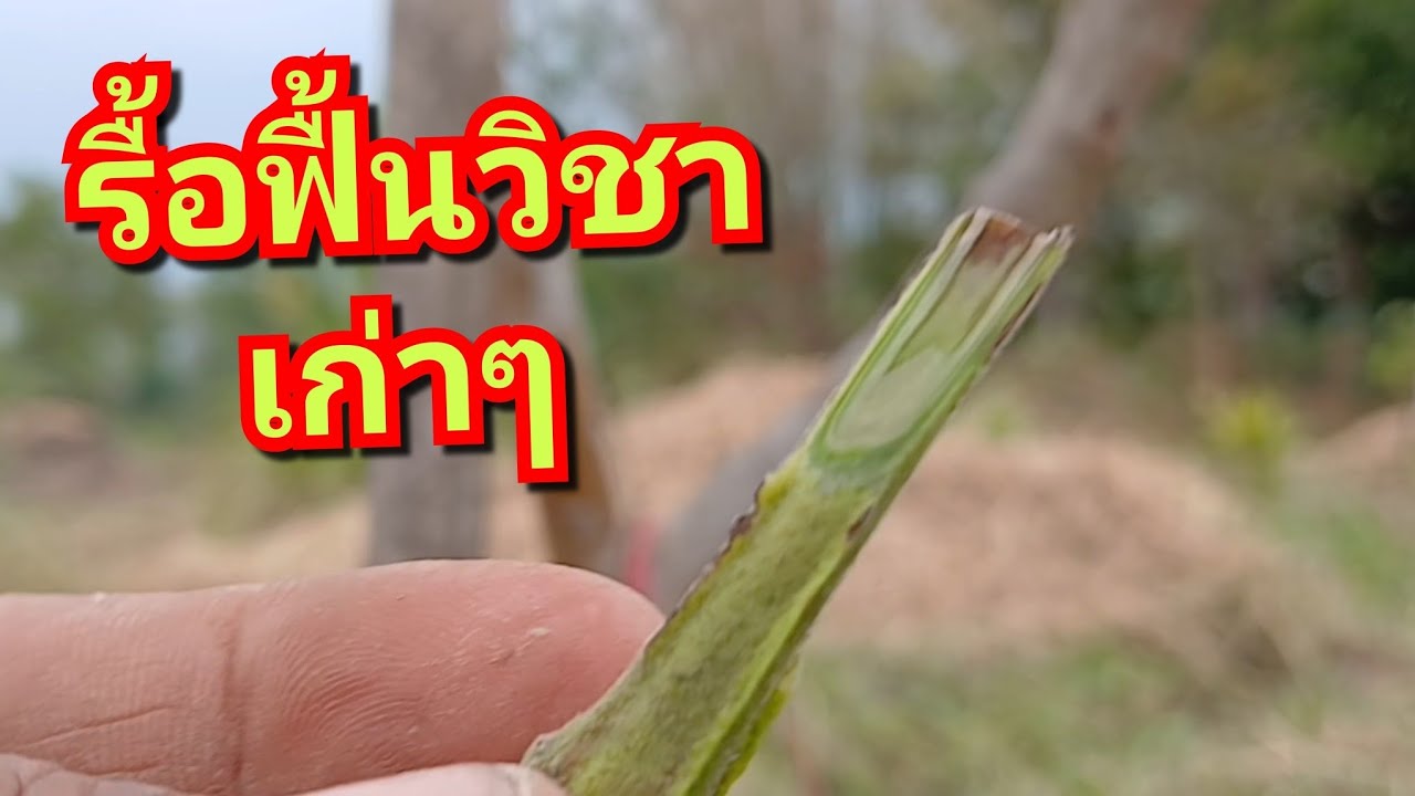 วิชาเดิมๆ เกือบลืมไปแล้ว