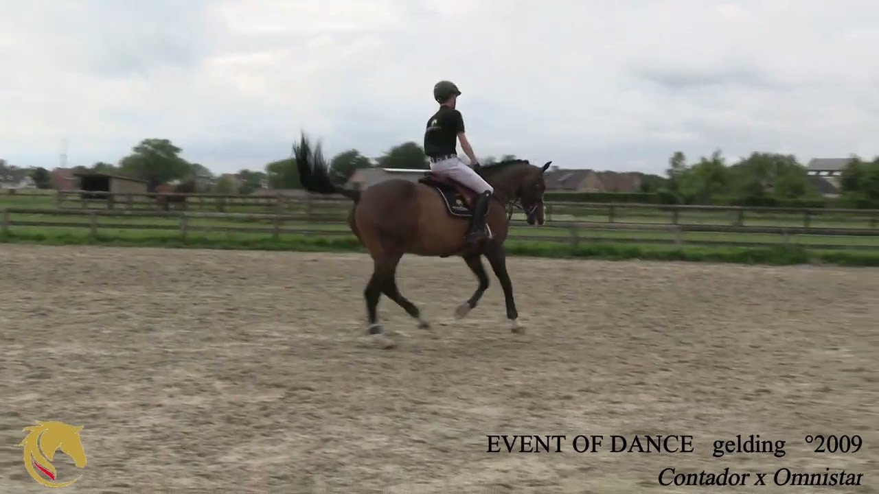 EVENT OF DANCE   gelding   &deg;2009 dressage, Contador x Omnistar, , Belgian Horse Trading
