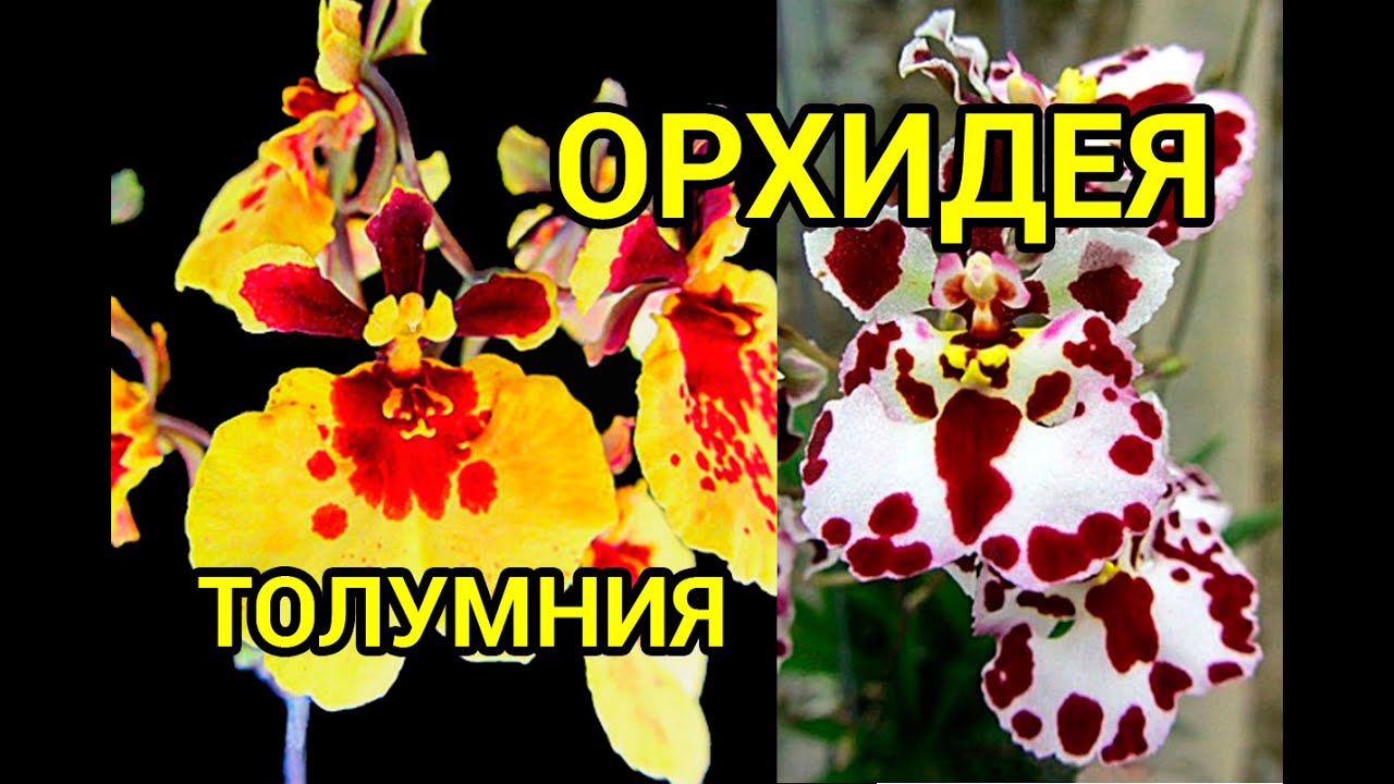 Миниатюрная орхидея Толумния, посадка двух растений в разный грунт