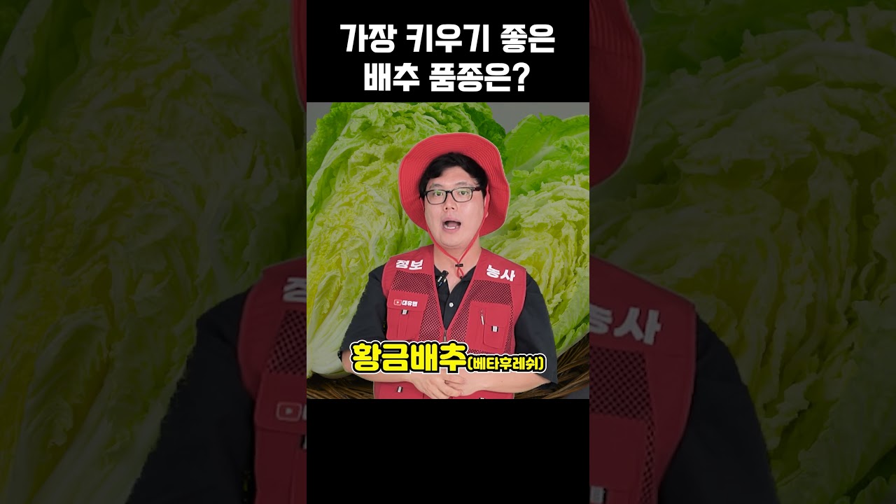 김장배추로 가장 키우기 좋은 품종은?