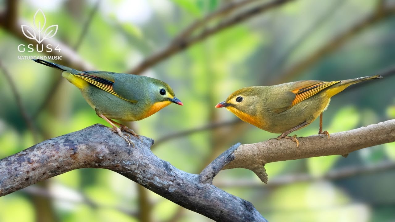 Beautiful Singing Birds | Bird Sounds for Sleep & Relaxation | Calming Birds Chirping Ambience