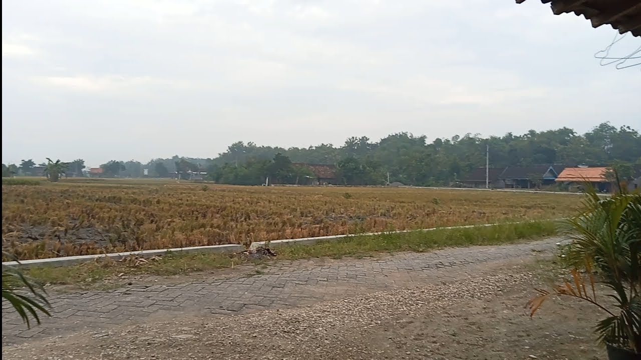 PAK SU AWAK'E KURANG FIT NGGEREGESI GES ADEM PANAS, SEDINO CUACANE GERIMIS TERUS