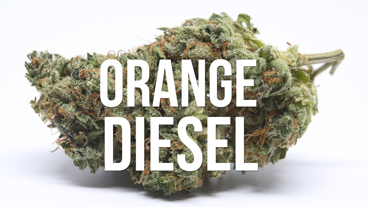 Orange Diesel V3 Strain Review