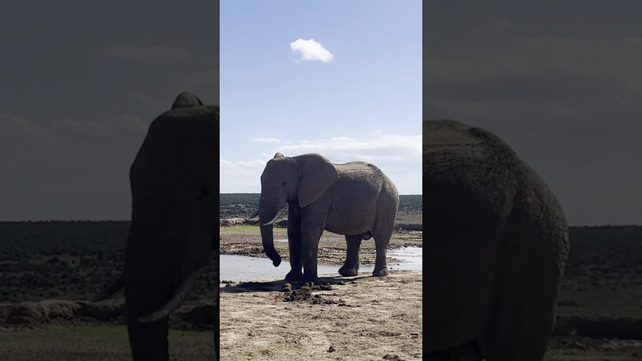 Welcome to Addo Elephant Park! 