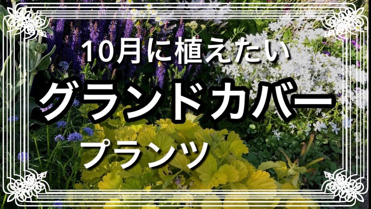 《厳選グランドカバープランツ》雑草対策／花壇の縁取りに欠かせない丈夫でオシャレな宿根草