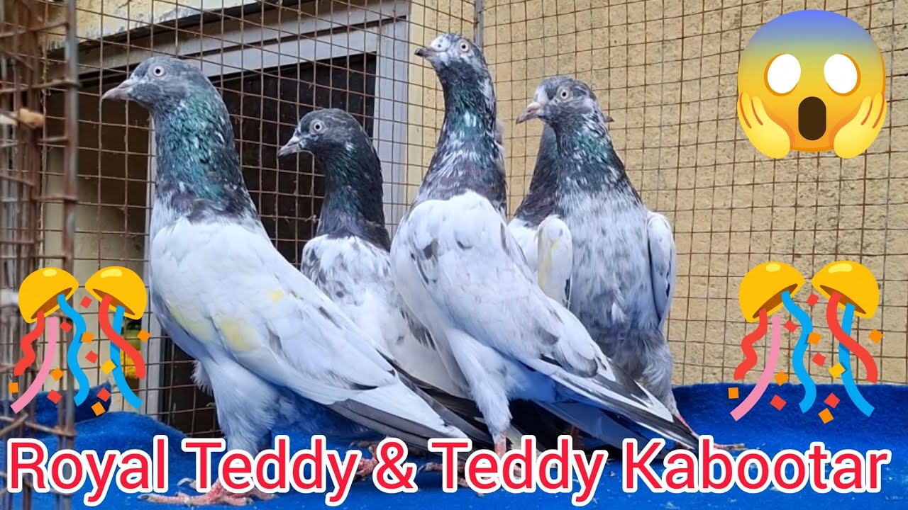 Royal 🤩 Teddy & KantoWale 🤩Teddy Kabutar🕊️, Maharashtra Mumbai 