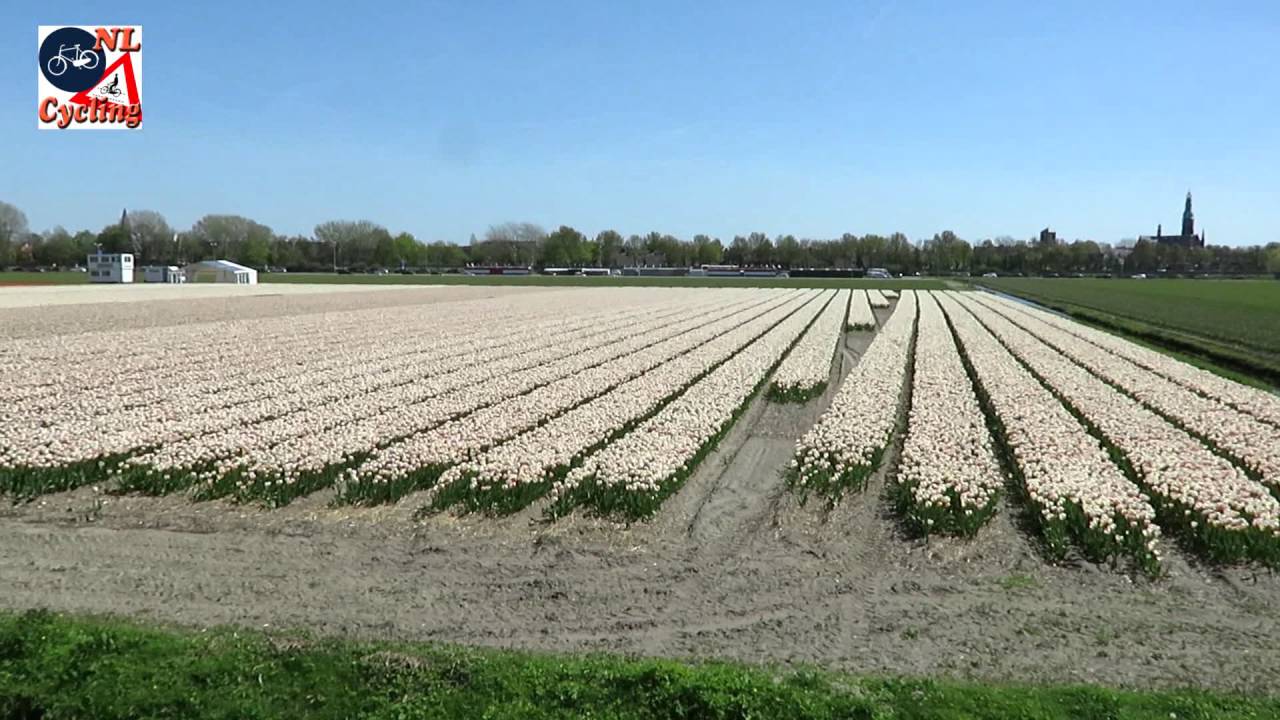 Tulip Cycle Tour (South-Holland, Netherlands)