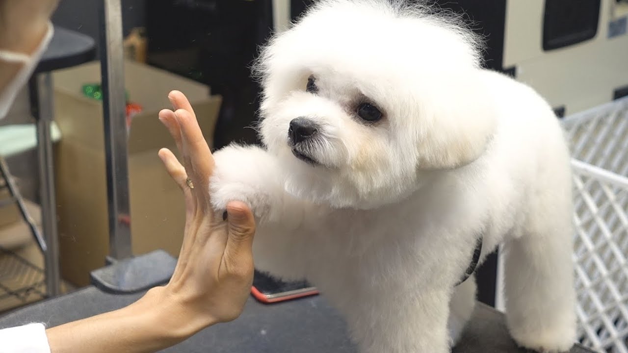 나도 이뻐질테다! (견생 첫 미용 도전기)