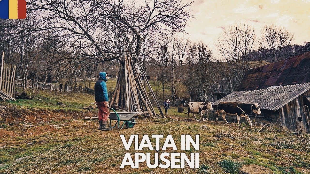 TĂIEREA PORCULUI  IN TARA MOTILOR! NE-AU DESCHIS CASA LOR IN PRAG DE SARBATORI, IN INIMA APUSENILOR!
