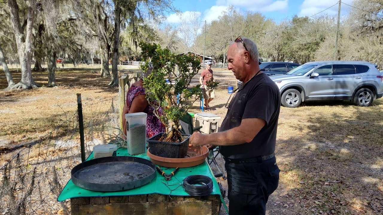 Driveway Bonsai at Terry's house, concrete bonsai pot destroyed by hammer@Bonsai by the Samurai 