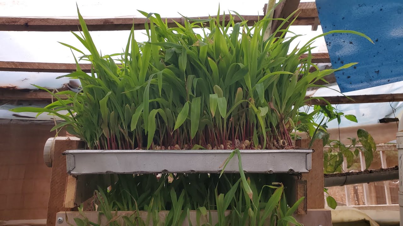 Hydroponics Fodder