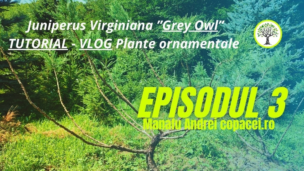 Cum tundem un ienupăr, Juniperus Virginiana ”Grey Owl” TUTORIAL - VLOG Plante Ornamentale ep3