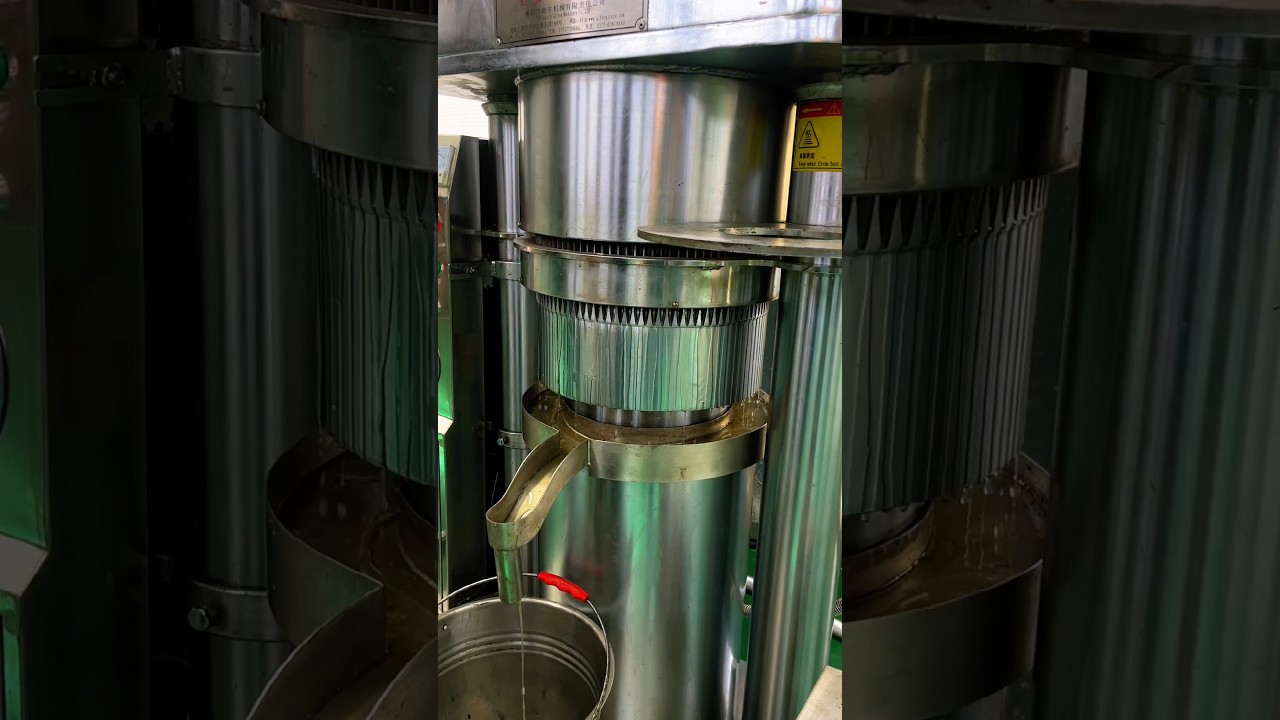 20kg Hydraulic oil press machine to press walnut oil in qifeng workshop shop #coldpressing #oilpress