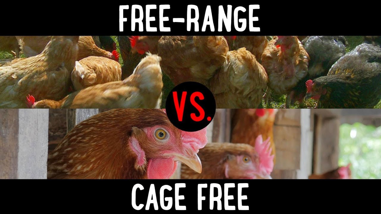 The Difference Between Free-Range Vs. Cage Free Chicken & Eggs: What To Know | Food 101 | Well Done