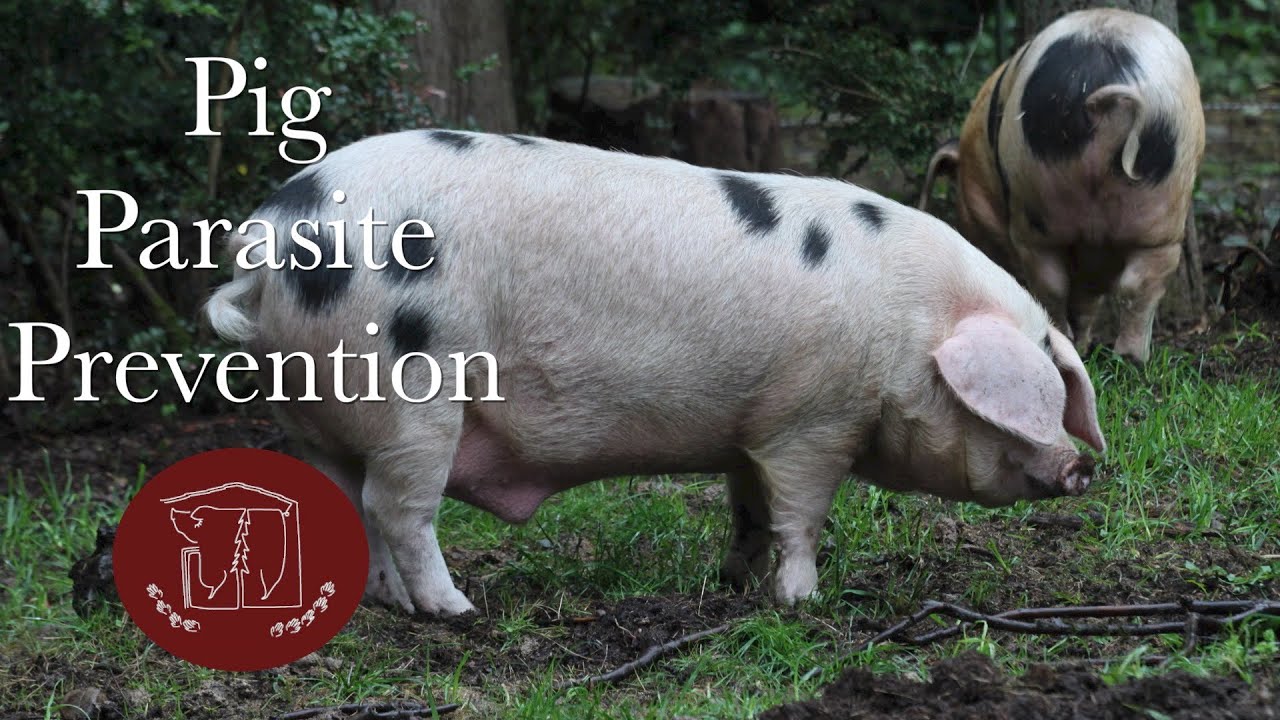 Pig Parasite Prevention