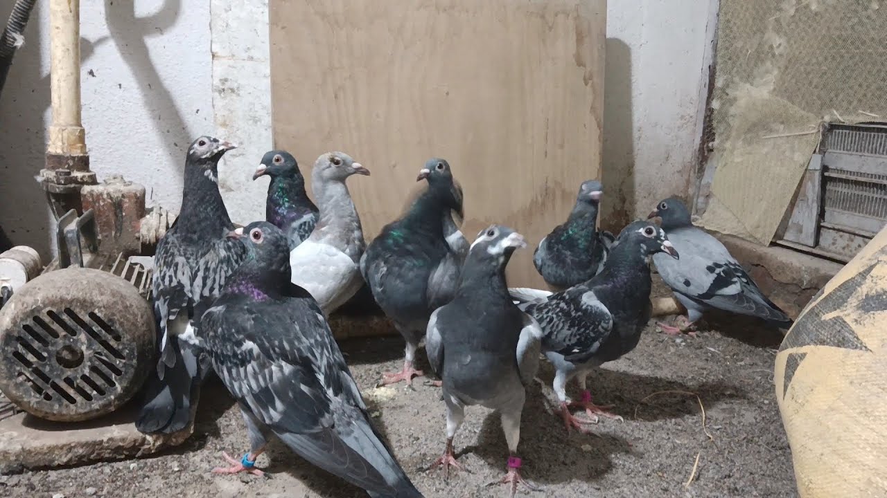 Racing Homer pigeons for Sale in Bangalore , Karnataka.8123902526 #pigeon #birds #racinghomer