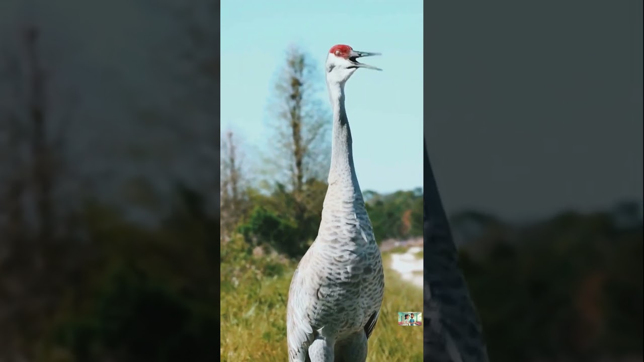 Sandhill Crane Sound - Birds & Animal Sounds #birdsounds #birds #wildlife
