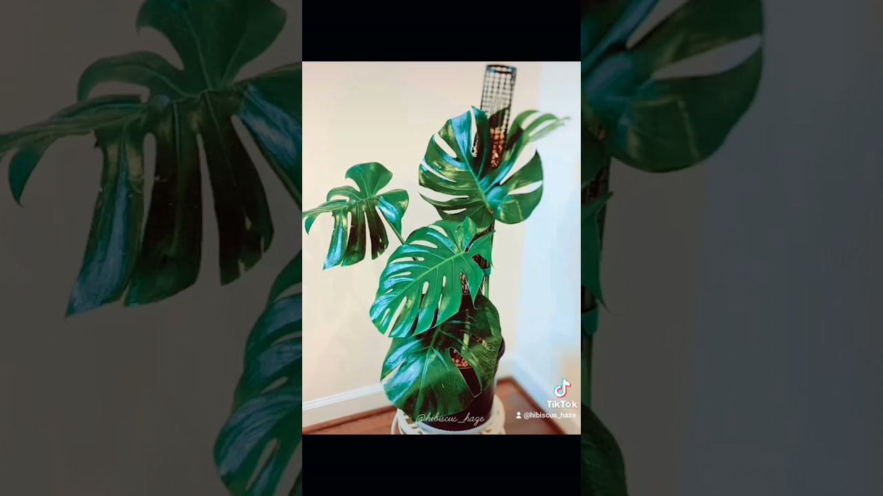 Repotting Monstera Deliciosa in Leca or Semi-hydroponic