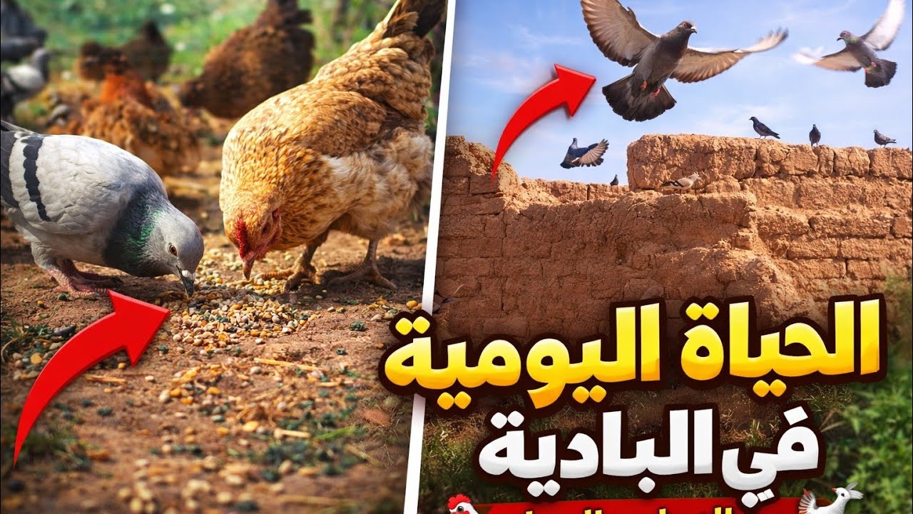 اطعام اادجاج وااحمام معا  
