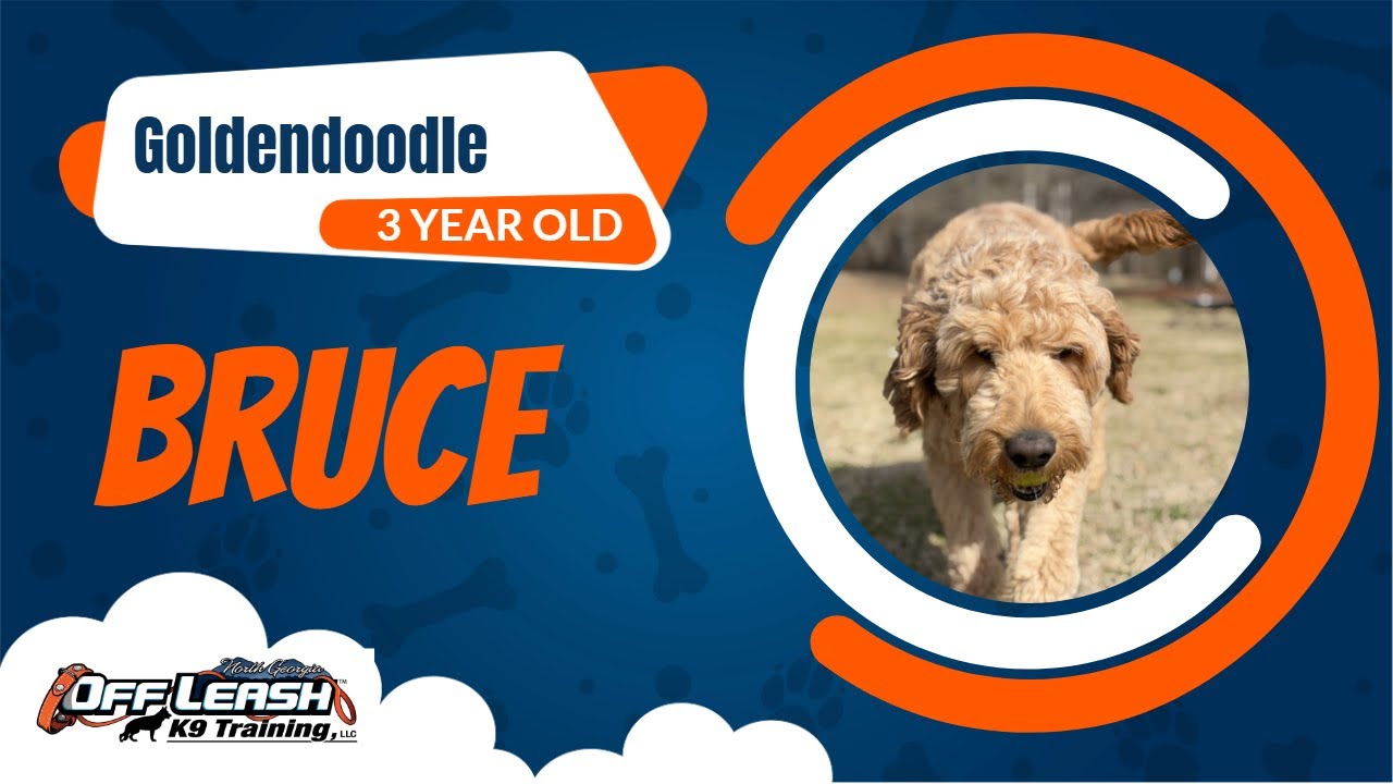 Goldendoodle Recall Training Transformation | 2 Week Board and Train Before and After