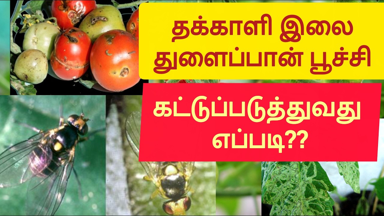 தக்காளி இலை துளைப்பான் பூச்சி கட்டுப்படுத்துவது எப்படி?? || #tomato #leafminer #pest#plantprotection