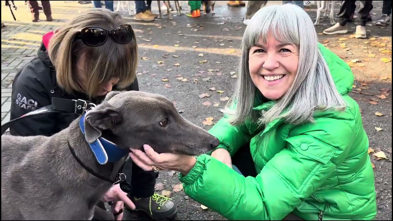 GACI ODV - Adozioni Levrieri Italia - 06 Dicembre 2025 - Arrivo Greyhound