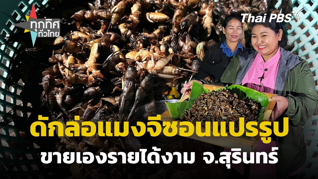 ดักล่อแมงจีซอนแปรรูปขายเองรายได้งาม จ.สุรินทร์ | ทุกทิศทั่วไทย | 13 ก.พ. 68