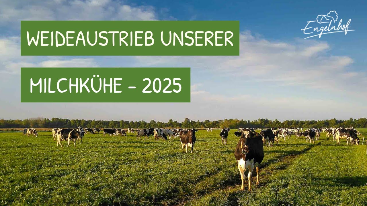 🐄 Großer Weideaustrieb auf dem Engelnhof – unsere Milchkühe sind wieder draußen! 🌱✨