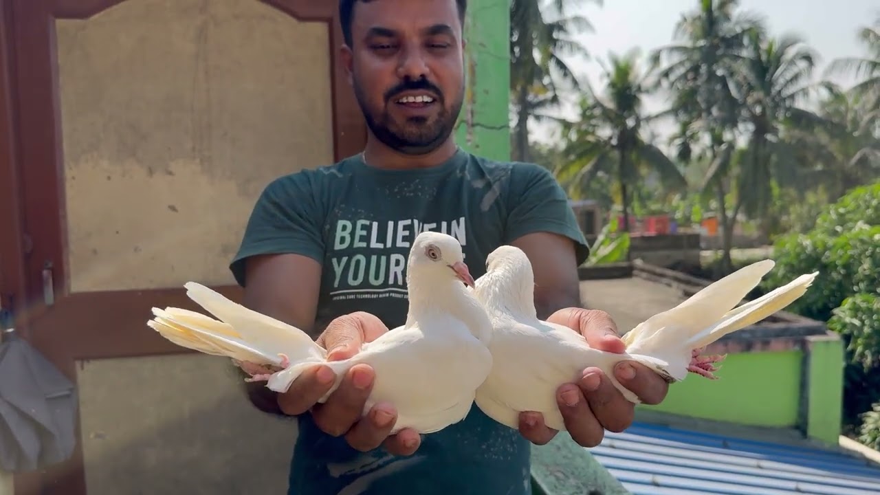 Part 3 আমার ঘরের কিছু জোড়া লাগানো মালবাই পায়রা সক করালাম 🕊️ ❤️ @ ফুল গ্যারান্টি 