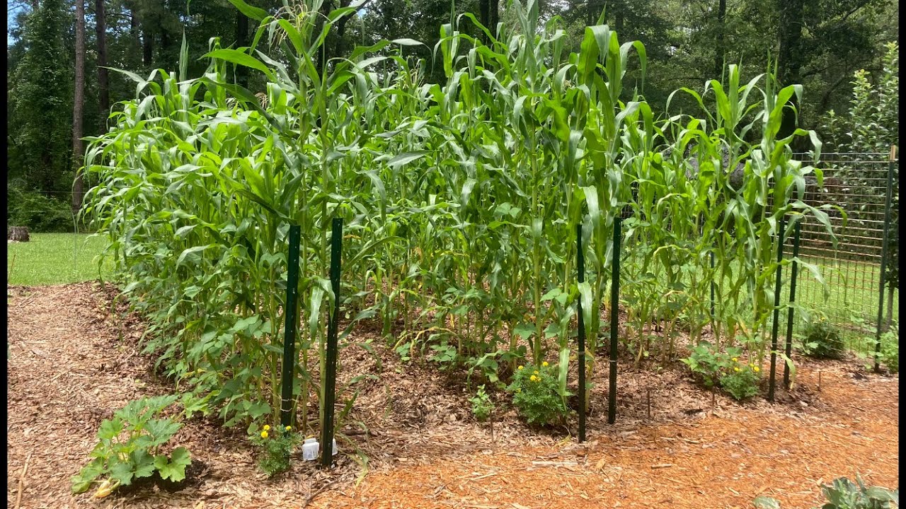 More on mulch - three sisters garden part XII