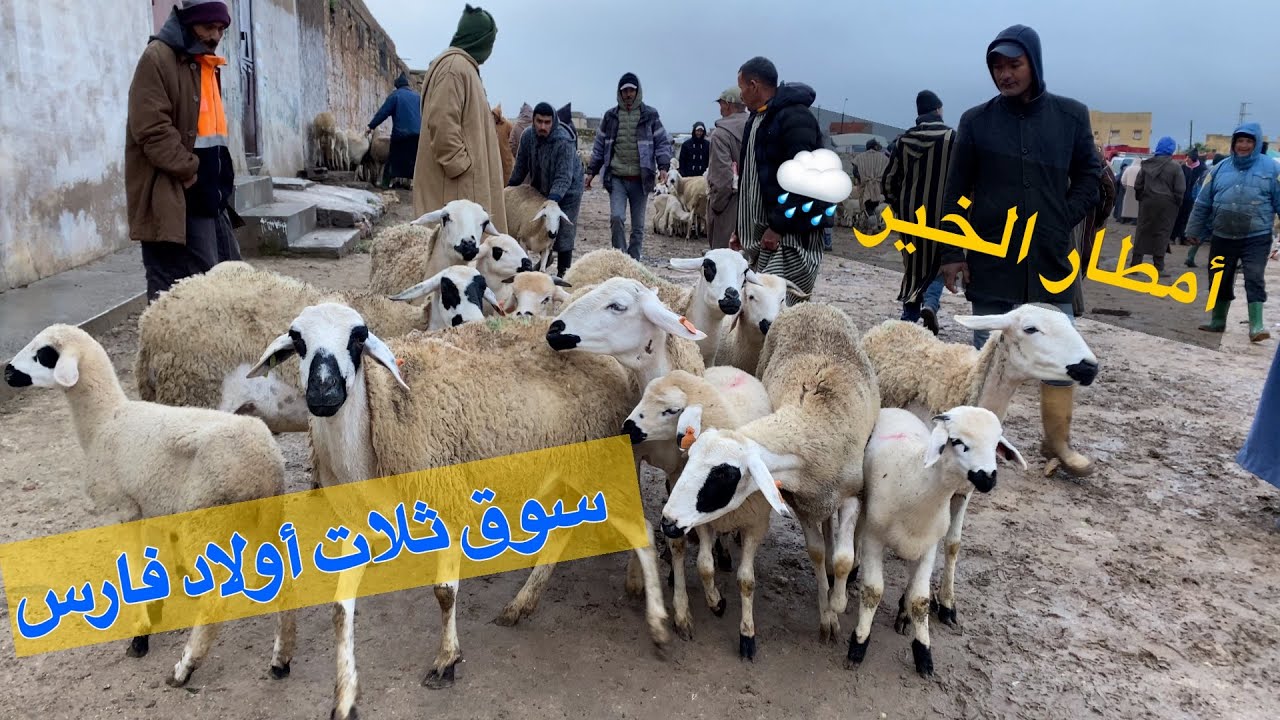 اليوم من سوق ثلات أولاد فارس 03/02/2026 سوق خاوي مع أمطار الخير 🌧️
