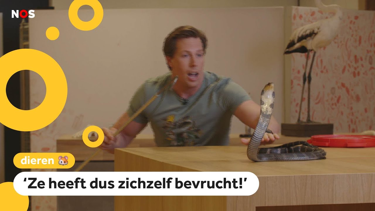 Koningscobra kan jonkies krijgen zonder te paren