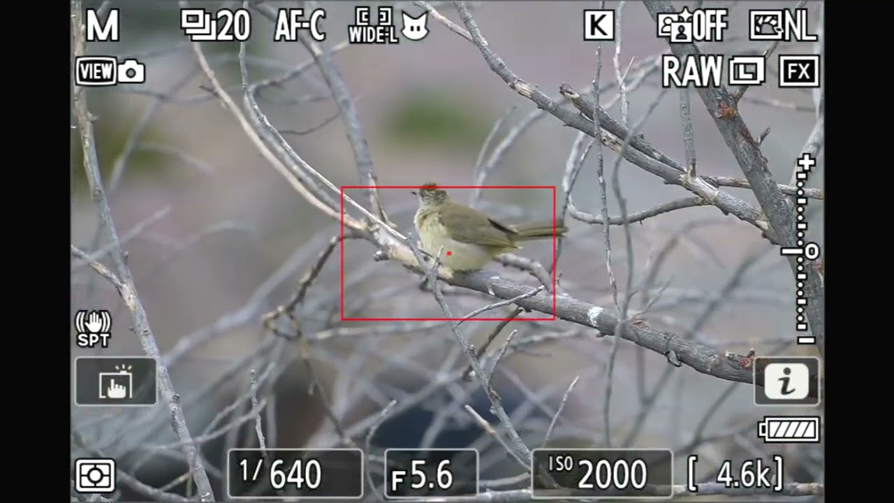 NIKON Z9 BIRD EYE TRACKING || BIRD WATCHING CAMBODIA