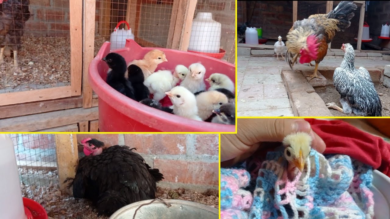 ▶ Experiencias en la crianza | Mis gallinas 🐔 me dieron demasiados pollitos 🥚🐣🐤🐥
