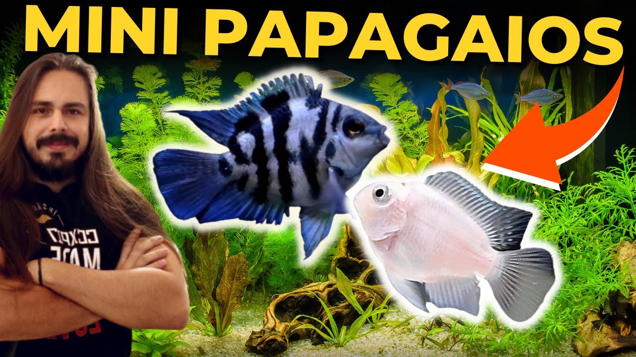 🔴O MINI PAPAGAIO PARA AQU&Aacute;RIOS PEQUENOS. ( PAPAGAIO BLUE SAPHIRE E POLAR WHITE ) |Mr. Betta|