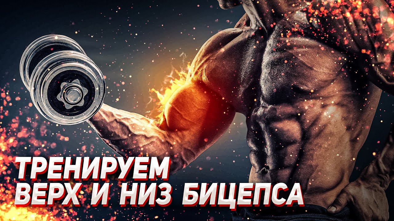 Гипертрофия разных участков бицепса. Можно ли тренировать часть мышцы отдельно?
